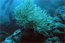 01527_Great Barrier Reef